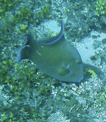 Pseudobalistes fuscus