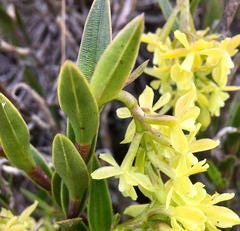 Epidendrum zipaquiranum