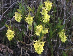 Epidendrum zipaquiranum