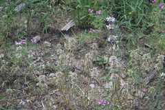 Monarda citriodora austromontana