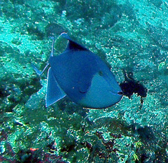 Odonus niger