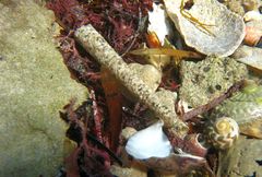 Pectinaria antipoda
