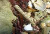 Pectinaria - Photo (c) Helen Crawford, some rights reserved (CC BY-NC-ND), uploaded by Helen Crawford