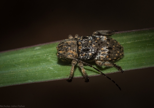 Paradaxata spinosa