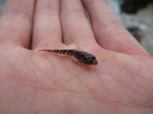 Cryptichthys jojettae