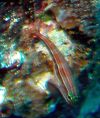 Helcogramma striata