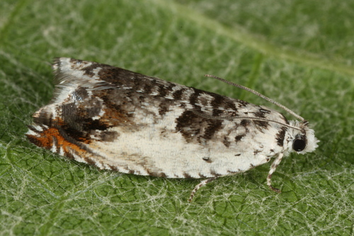 Aspen Roller
