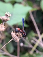 Parancistrocerus perennis anacardivora