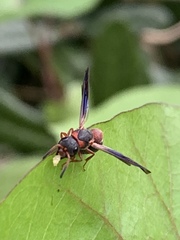 Parancistrocerus perennis anacardivora