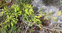 Diphasiastrum thyoides