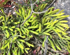 Diphasiastrum thyoides