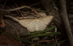 Scopula oppilata
