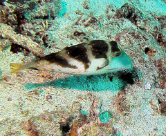 Canthigaster axiologus