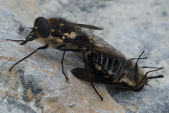 Scaptia adrel