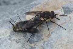 Scaptia adrel