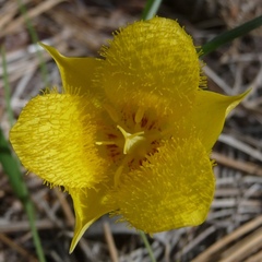 Calochortus monophyllus