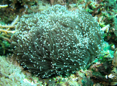 Euphyllia glabrescens