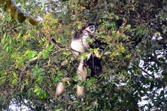 Colobus guereza matschiei