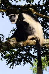 Colobus guereza matschiei