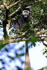 Colobus guereza matschiei
