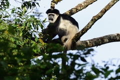 Colobus guereza matschiei