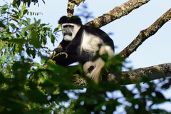 Colobus guereza matschiei