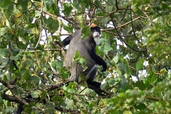 Cercopithecus neglectus