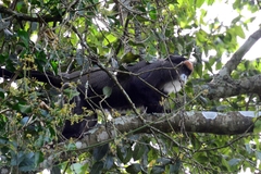 Cercopithecus neglectus