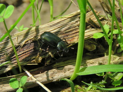 Platycerus caraboides