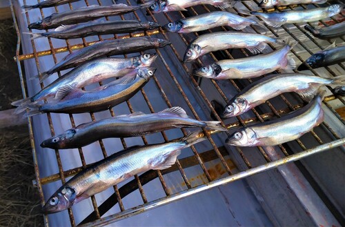 Breakfast fish (Mallotus villosus) — Osmeridae — 4