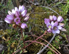 Gentianella corymbosa