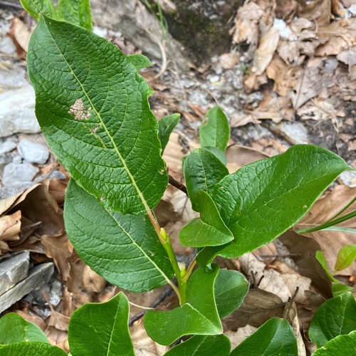 Apuan willow (Salix crataegifolia)