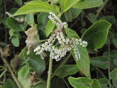 Tournefortia pubescens