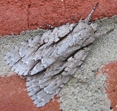 Acronicta lobeliae