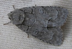 Acronicta radcliffei