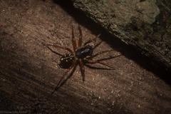 Euasteron monteithorum