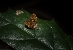 Choreutis metallica