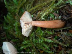 Lactarius subflammeus