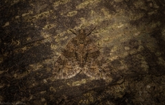 Polyclysta hypogrammata