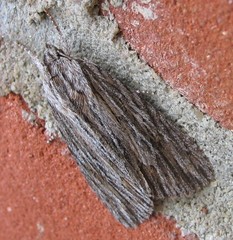 Acronicta lithospila