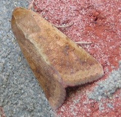Abagrotis alternata