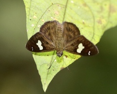 Celaenorrhinus asmara