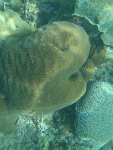 Orbicella faveolata