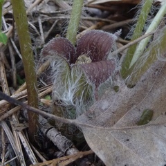 Asarum hartwegii