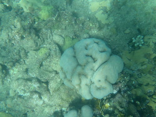 Porites astreoides