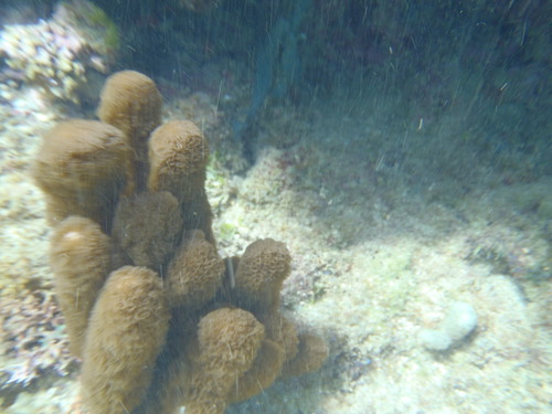 Briareum asbestinum