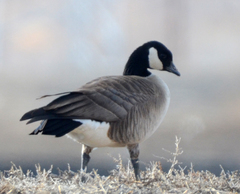 Branta hutchinsii hutchinsii