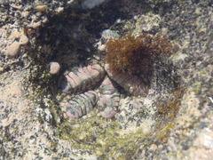 Chiton squamosus