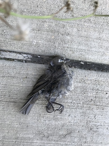 Brown-headed Cowbird photographed in New Jersey