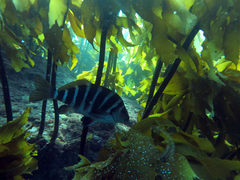 Chirodactylus spectabilis